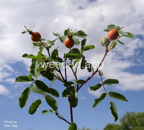 rose, prairie wild